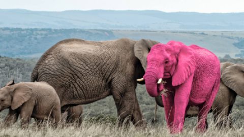 case-8-pink-elephant case-8-pink-elephant